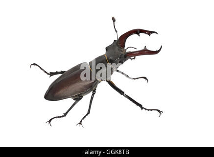 Stag Beetle - Lucanus cervus - male Stock Photo