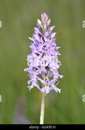 Common Spotted Orchid - Dacttlorhiza fuchsii Stock Photo