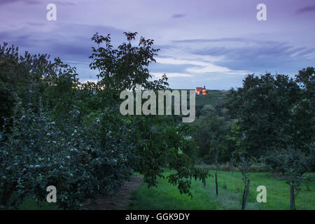 Quince and fruit tree orchard with Maria im Weingarten pilgrimage church in the distance at dusk, Volkach, Franconia, Bavaria, G Stock Photo