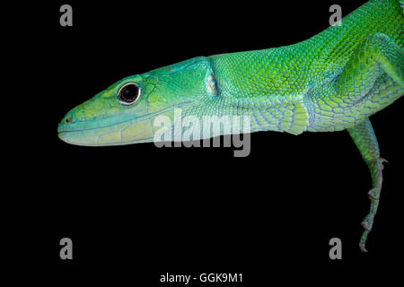 Green Keel-bellied Lizard (Gastropholis prasina) Stock Photo