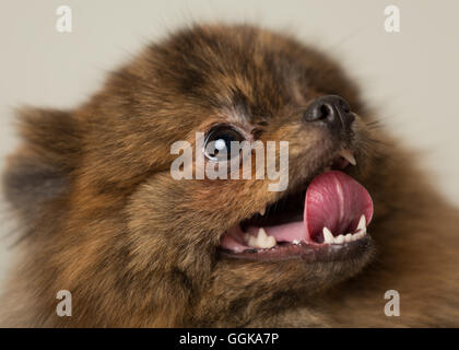 Cute brindle pomeranian in a studio environment Stock Photo - Alamy