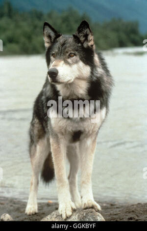 WOLFSBLUT / White Fang USA 1990 / Randal Kleiser Filmszene: 'White Fang' ist ein Wolfshybride: halb Wolf/halb Hund Regie: Randal Kleiser aka. White Fang Stock Photo