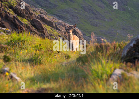 Red deer, Isle of Skye, Inner Hebrides, Highland, Scotland, United Kingdom Stock Photo