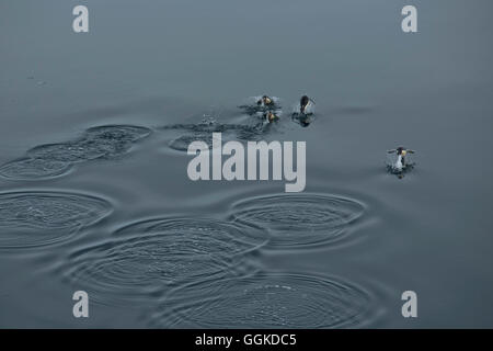 Adelie penguins (Pygoscelis adeliae) jumping though water near Victoria land, close to Victoria land, Cape Hallet, Hallet Penins Stock Photo