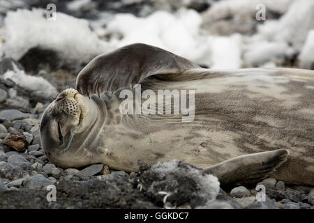 Weddell seal (Leptonychotes weddellii) relaxing on rocks, Possession Island, Antarctica Stock Photo