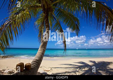 Coconut drink on a palm tree, Isla Catalina, La Romana, Dominican republic Stock Photo