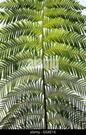 Dicksonia antarctica. Tree fern frond pattern Stock Photo