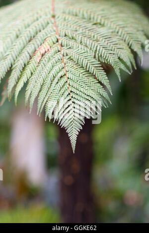 Dicksonia squarrosa leaf selective focus. Stock Photo