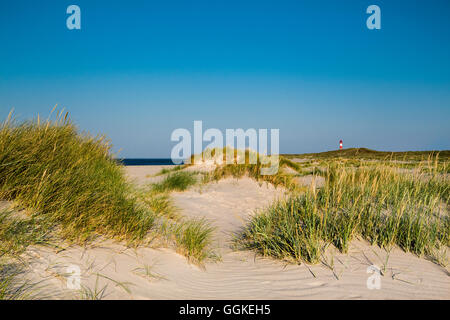 Beach and List East lighthouse, Ellenbogen, Sylt Island, North Frisian Islands, Schleswig-Holstein, Germany Stock Photo