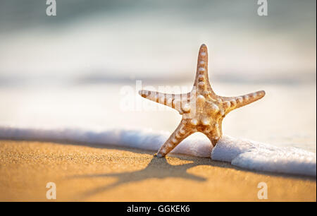 Starfish on sandy beach. Stock Photo
