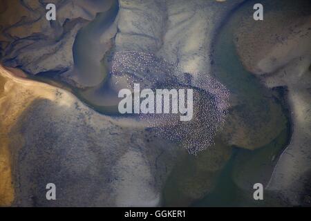 Aerial shot, flying flamingos over the lagoon of Sandwich Harbour, Namibia Stock Photo