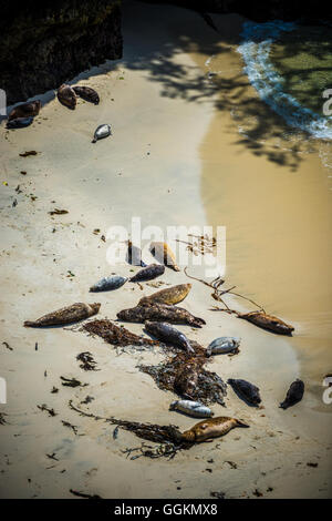 Harbor Seals Resting on China Beach Point Lobos California Stock Photo