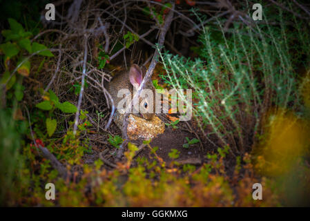 Scared Child Rabbit Cute scared little rabbit Stock Photo - Alamy