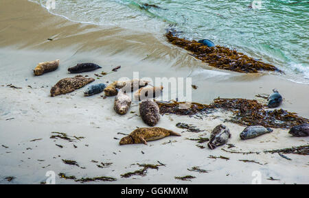 Harbor Seals Resting on China Beach Point Lobos California Stock Photo