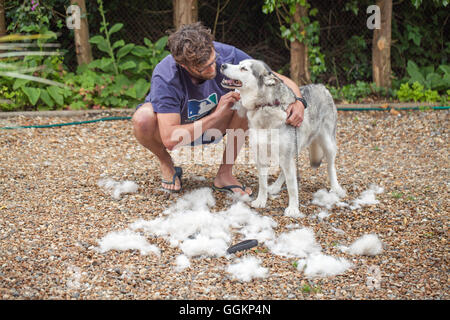 Dog coat care. Siberian Husky, in moult, being combed. (Canis lupus familiaris). Stock Photo
