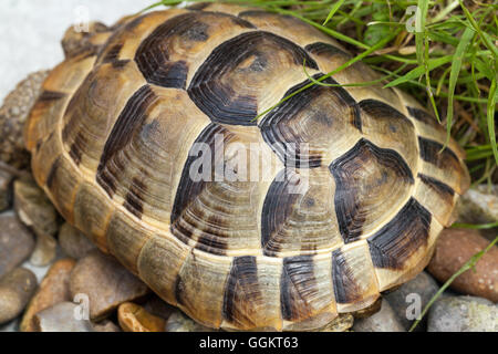 Mediterranean Spur-thighed Tortoise (Testudo graeca). Juvenile, approximately seven years old. Growth rings on each scute. Stock Photo