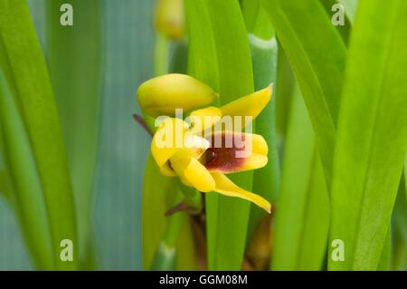 Maxillaria variabilis var. yellow   MIW253486 Stock Photo