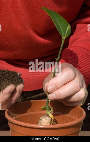 Seedlings- of Jackfruit being transplanted- - (Artocarpus heterophyllus)   MIW253517     Photos Hort Stock Photo