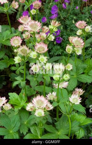 Astrantia major 'Roma'   MIW253659 Stock Photo