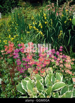 Moisture Garden - with Iris  Ranunculus  Mimulus  Astilbe  Primulas and Hosta   MOG086266     Photos Stock Photo