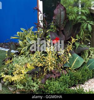 Mixed Border - of foliage plants including Cannas  Euonymus  Heucheras  Buxus and Dahlia 'Bishop of Llandaff' - (Please credit: Stock Photo