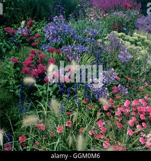 One Colour Border - Purple - with Lythrum  Monarda  Agapanthus  Lobelia  Salvia and Verbena (Hyde Hall RHS Garden)   O Stock Photo
