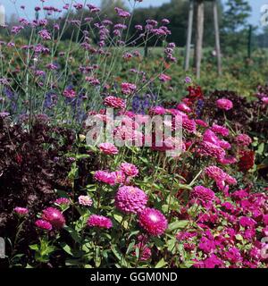 One Colour Border - Purple - planted with Impatiens  Zinnias  Asters  Verbena and Perilla   OCB104969  Compulsory Cred Stock Photo