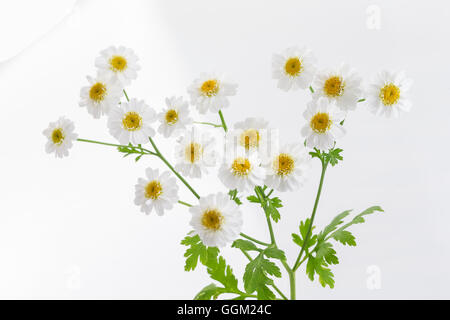 Chamomiles isolated on white background Stock Photo