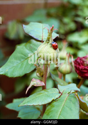 Ladybird - Seven Spot - attacking Aphid infestation - (Coccinella septempunctata)   PES053043     Ph Stock Photo