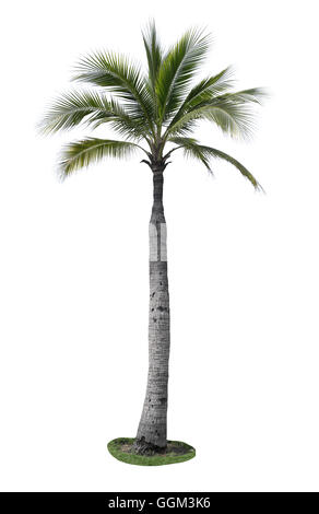 coconut tree isolated on white background,plant found throughout in seaside tropical. Stock Photo