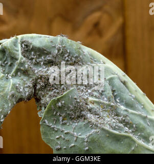 Aphids - Vegetables - Cabbage Aphid on Cabbage (Brevicoryne brassicae)   PES073020     Photos Hortic Stock Photo