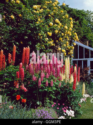 Perennial Border - planted with Lupinus  edged with Bellis  Dianthus and Campanula  backed with Rosa `Golden Showers'   Ref: PHS Stock Photo
