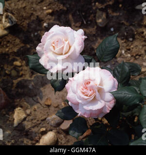 ROSA ENGLISH MISS'  Floribunda  Date: 18/08/2008  RFL040501  ' Stock Photo