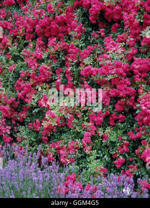 Rosa - 'Super Excelsa'- - (Rambler)   RRB084080 Stock Photo