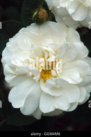 Rosa - 'Alba Maxima' - (Shrub)- - The Jacobite Rose   RSH095006 Stock Photo
