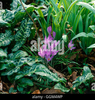 Shade Garden - planted with Crocus tommasinianus AGM and- Arum italicum subsp. italicum 'Marmoratum' AGM   SHG043319 Stock Photo