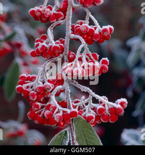 Frost - on Cotoneaster - GREETINGS CARD RIGHTS SOLD 2003   SSF065647 Stock Photo