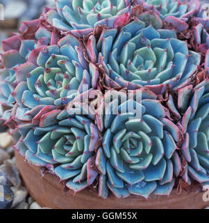 Echeveria secunda - var. glauca   SUC110430 Stock Photo