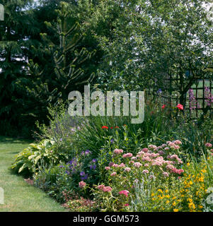 Summer Garden - (Please credit: Photos Horticultural/ Thorncroft Clematis Nursery)   SUM082882     P Stock Photo