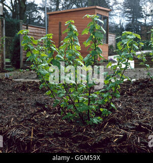 Mulch - of manure round currant bush   TAS022074 Stock Photo