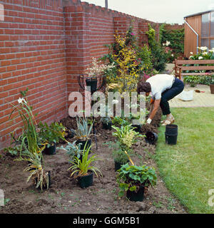 Planting - Perennials - Creating a new border - planting in progress   TAS025258     Photos Horticul Stock Photo