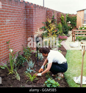 Planting - Perennials - Creating a new border - mulching with forest bark   TAS025261     Photos Hor Stock Photo