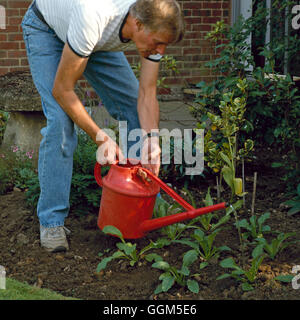 Planting - Biennials - Canterbury Bells (Campanula medium) - watering in   TAS038202     Photos Hort Stock Photo