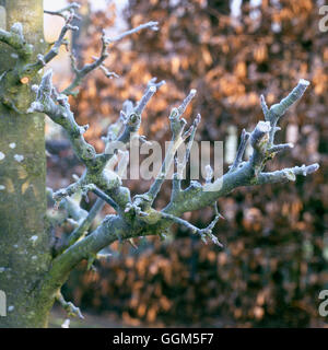 Pruning - Fruit - Well pruned Apple tree showing fruiting spurs   TAS041939 Stock Photo