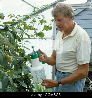 Spraying - Tomatoes   TAS045261 Stock Photo