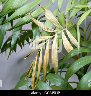 Houseplant Problems - Browning of leaf on Parlor Palm. (Neanthe bella