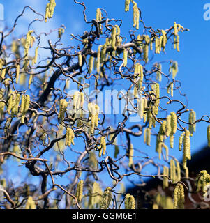 Corylus avellana - 'Contorta' - Harry Lauder's Walking Stick   TRS000721  Compulsory Credi' Stock Photo