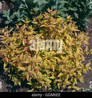 Fuchsia magellanica - var. gracilis 'Aurea'   TRS001752 Stock Photo