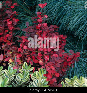 Berberis thunbergii - f. atropurpurea 'Red Pillar' in Autumn colour   TRS002592     Photos Horticult Stock Photo