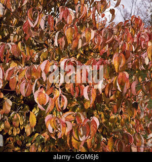 Cornus florida - in Autumn colour.   TRS003673 Stock Photo